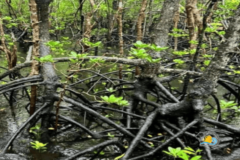 Zanzibar: Blå lagunen, sjöstjärnor och Jozani-skogenTransfer till hotell var som helst på Zanzibar