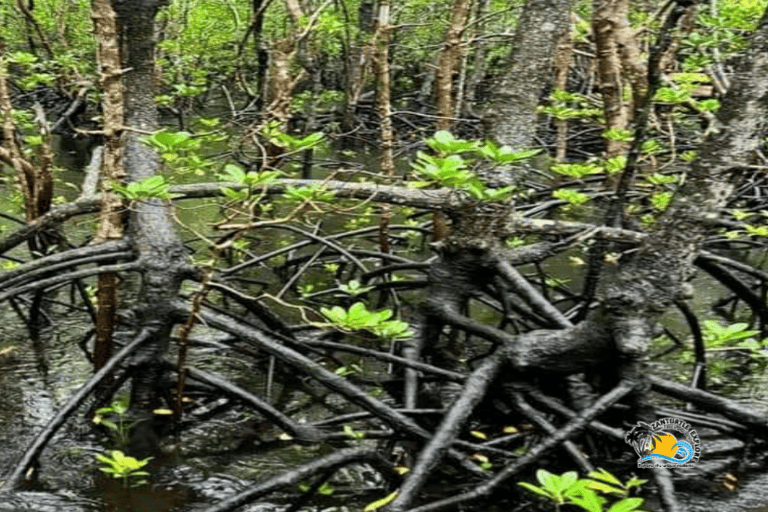 Zanzibar: Blå lagunen, sjöstjärnor och Jozani-skogenTransfer till hotell var som helst på Zanzibar