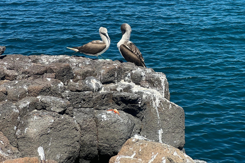 From Puerto Ayora: Pinzon day tour by Cruise in Galapagos