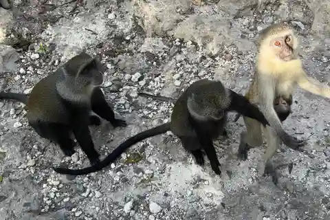 Zanzíbar : Visita al zoo de Nungwi con traslado