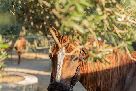 CHR - Crete Horse Riding: East Coastline Ride CHR - Crete Horse Riding: East Coastline Trip