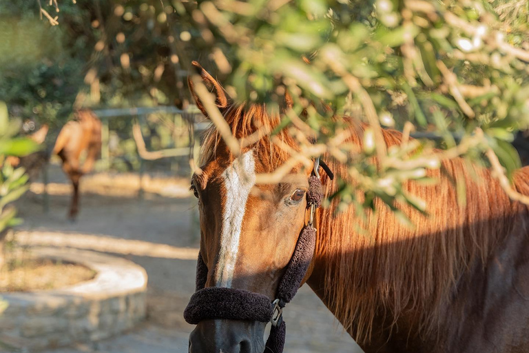 CHR - Crete Horse Riding: East Coastline Ride