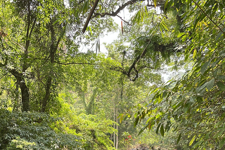 Desde el Norte de Bali Excursión a la Cascada de Aling Aling y la Laguna AzulTour privado