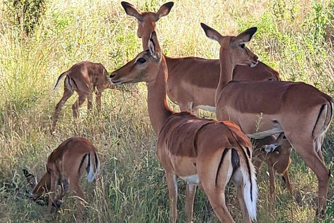 3 Days, 2 nights safari to Samburu National Reserve 3 Days private safari in a 4x4 Landcruiser jeep