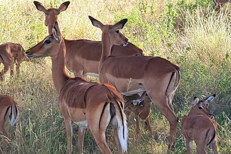 3 Days, 2 nights safari to Samburu National Reserve 3 Days private safari in a 4x4 Landcruiser jeep