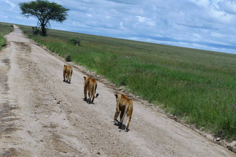 3 dias e 2 noites em um grupo de Maasai Mara em um landcruiser