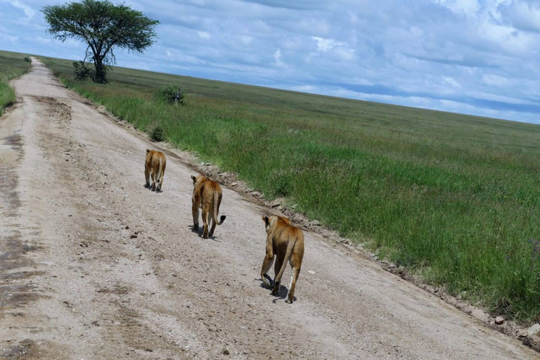 3 dagen 2 nachten Maasai Mara-groep wordt lid