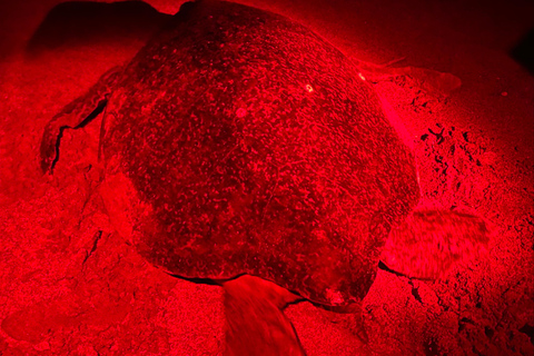 Tamarindo: Turtle Watching Night Tour with Expert Naturalist