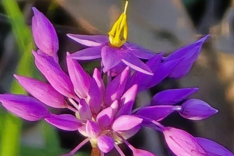 Follow the wildflower trail from Perth to New Norcia