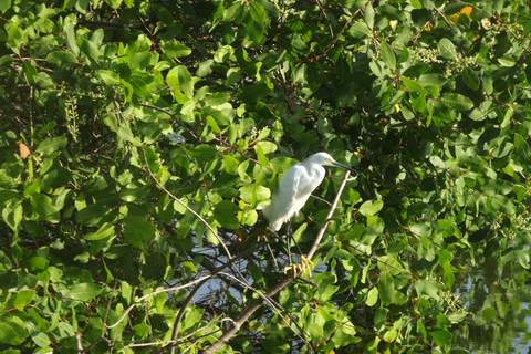 Rio de Janeiro: Half-Day Boat Tour in Marapendi Lagoon
