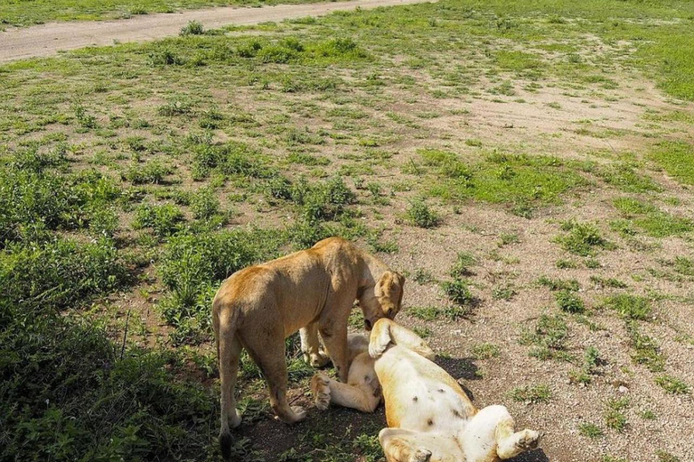 4 Days Safari to Tarangire, Serengeti and Ngorongoro Crater