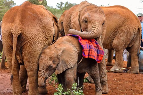 L'orphelinat des éléphants et le parc national de Nairobi.