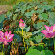 From HCM-4 Days in Mekong Delta Rural Discovery From HCM-4 Days in Mekong Delta Rural Discovery