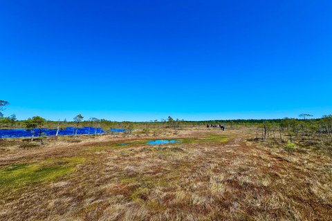 Ķemeri Bogs Adventure: Explore Wetlands In Bog Shoes