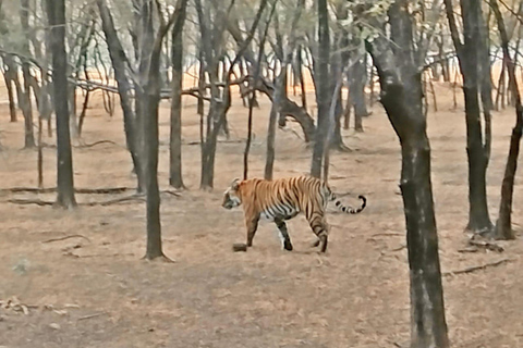 Excursión de un día a Sariska: emocionante safari de tigres con desayunoTour privado con transporte y desayuno.