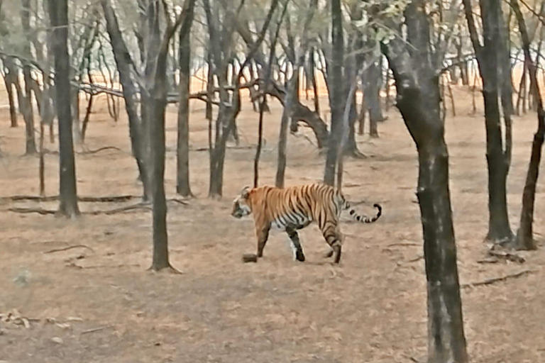 Excursión de un día a Sariska: emocionante safari de tigres con desayunoTour privado con transporte y desayuno.