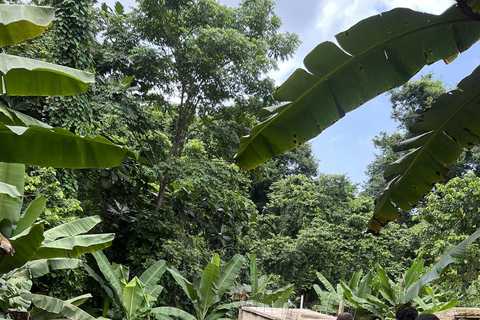 El Yunque Rainforest & Old San Juan Tour