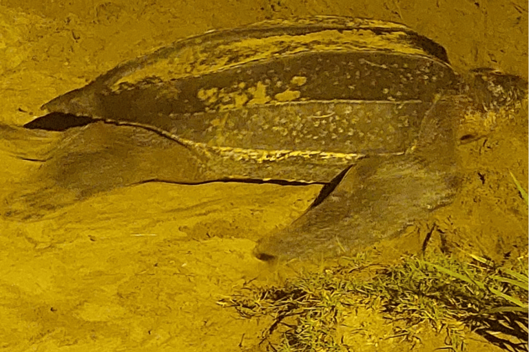 Tobago: Leatherback Turtle Nesting Tour with Pickup