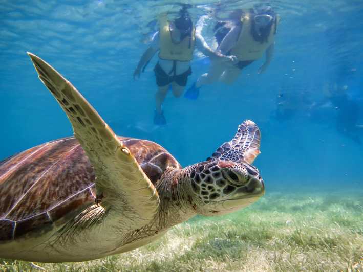 From Cancun/Riviera Maya Snorkel with Sea Turtles & Cenotes