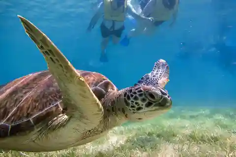 Snorkel with Sea Turtles & Explore Cenotes from Cancun