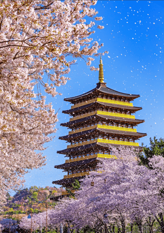 Busan: Sky Capsule or Gyeongju Cherry Blossom Spring Tour