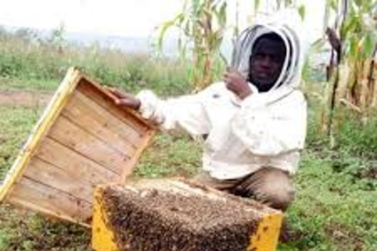 Kikambala: Beekeeping Tour with Honey Tasting & Pickup