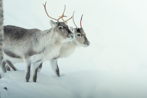 Abisko: Arctic morning light - Sami Culture and Reindeers.
