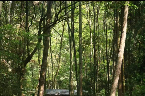 Zhangjiajie Day Hike: Primeval Peaks & Yaozi Village Loop