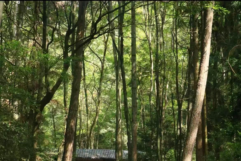 Zhangjiajie Day Hike: Primeval Peaks & Yaozi Village Loop