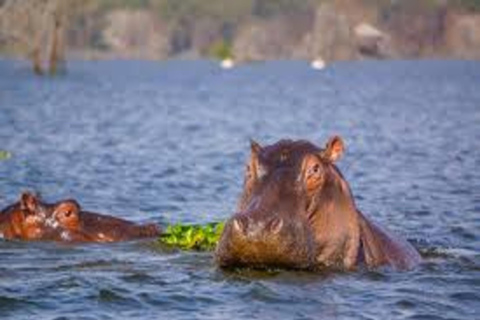 Nairobi: Nationaal Park Hell&#039;s Gate en Lake Naivasha Dag ...