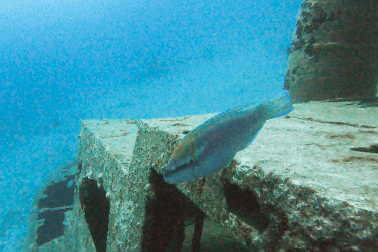 Discover Scuba Diving in Aruba