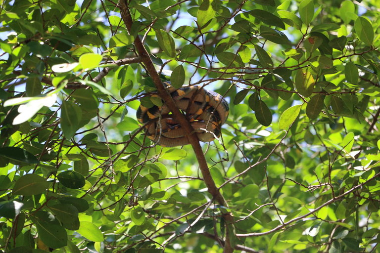 A pequena Amazônia de Khao Lak: Viagem de 1 dia em canoa, trilha e cachoeira