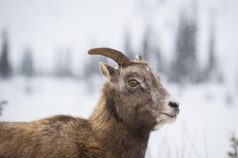 Privat tur - Det bästa av Canmore / Kananaskis