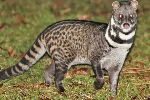 Night Safari: Wild Cat Spotting Adventure from Sigiriya