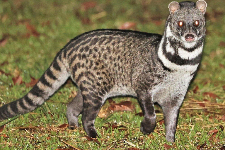 Night Safari: Wild Cat Spotting Adventure from Sigiriya
