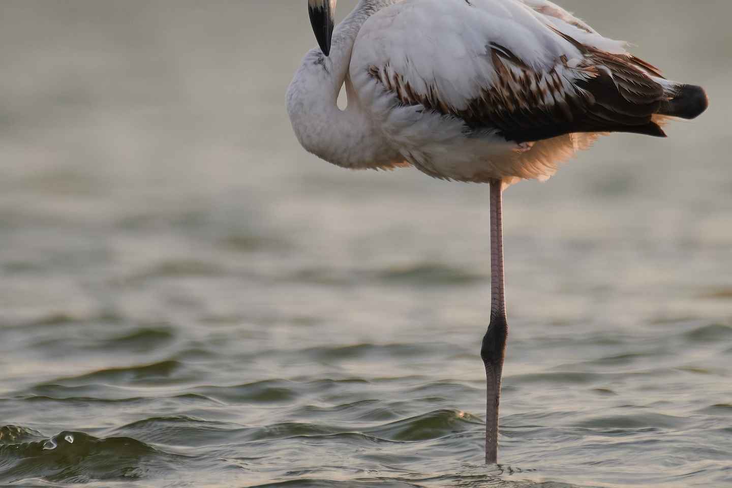 Bird Watching and Photography Private Tour near Constanta