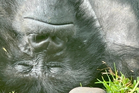 1-Day Rwanda Gorilla Trekking Volcanoes National Park