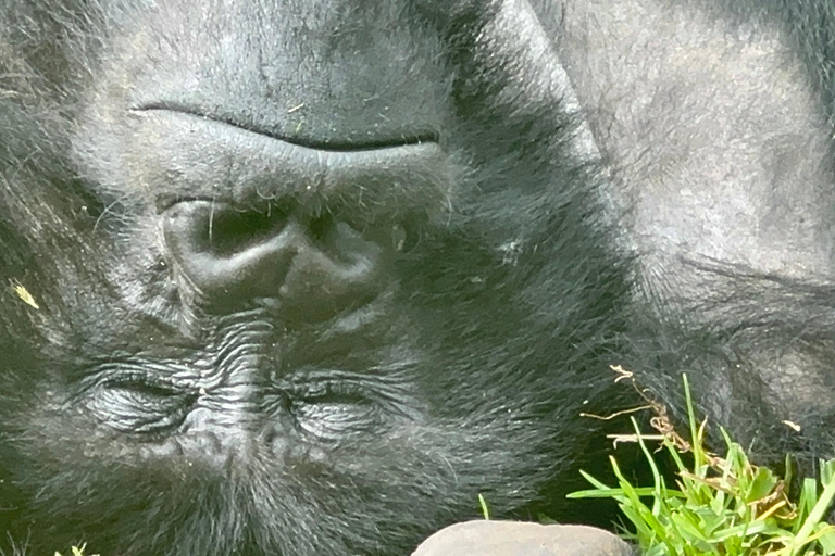 1-Day Rwanda Gorilla Trekking Volcanoes National Park