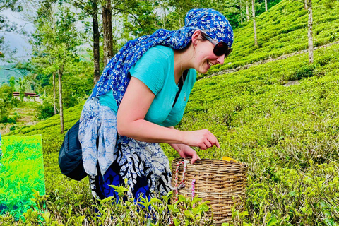 Sri Lanka: 10-dniowa wycieczka z Sigiriya, Kandy i Ella