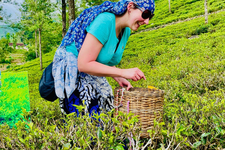 Sri Lanka: 10-dniowa wycieczka z Sigiriya, Kandy i Ella