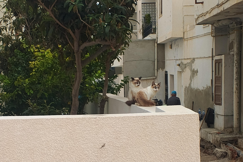 Bezoek aan de Medina van Tunis en de belangrijkste monumenten.