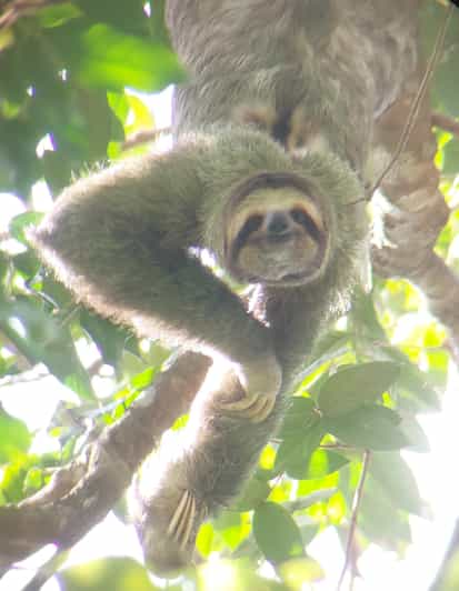 Manuel Antonio Park Nature Guided Tour