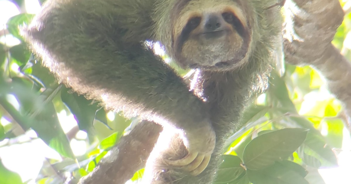 Quepos Manuel Antonio National Park Guided Tour GetYourGuide