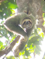 Manuel Antonio Park Nature Guided Tour - Hizvo