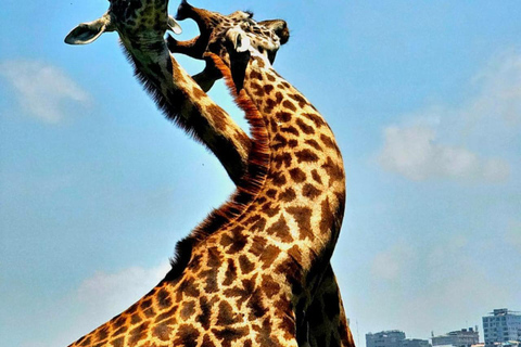 Nairobi National Park Game Drive Safari With Pick-Up