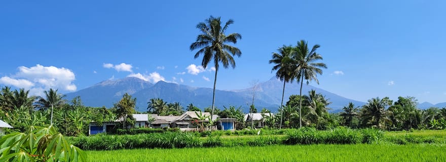 lombok : singe noir, rizière, cascade tetebatu