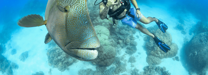 Cairns : Cours d'apprentissage de la plongée PADI Open Water de 4 jours