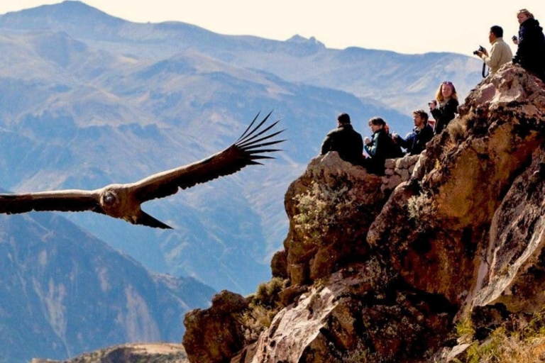 Vanuit Arequipa: Colca Canyon dagvullende tour met ontbijt