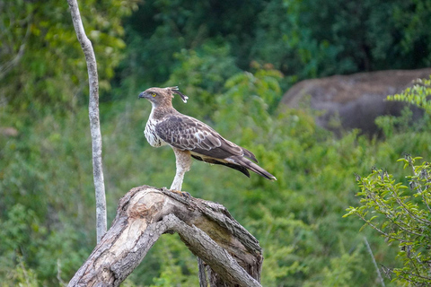 Minneriya Safari: Morning Birds or Afternoon Herds