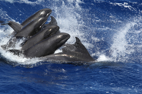 Exclusive Whale & Dolphin Tours in Sri Lanka: Trincomalee